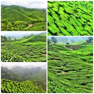 Cameron highlands 2