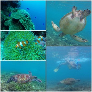 Apo Island 1