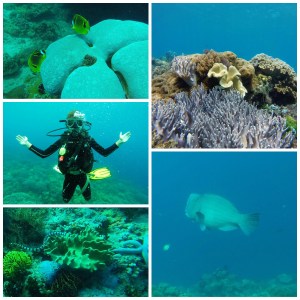 Apo island 4